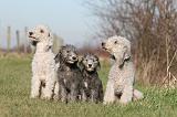 BEDLINGTON TERRIER 177